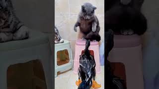 funny werecat funnyanimals funnypetschannel [upl. by Beaufort]