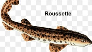 Épluché et cuire une roussette 🐋 [upl. by Kcirdlek]