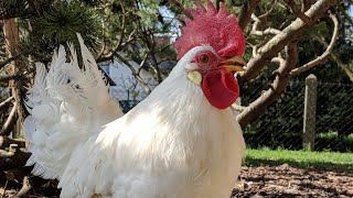 Rooster Crowing in the Morning  Leghorn Rooster [upl. by Arrat]