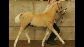 Cardi 2007  Welsh Cob Stallion  Foals Part 3 [upl. by Yahsal]