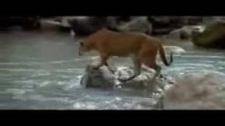 Baby bear chased by mountain lion [upl. by Nylhsa]