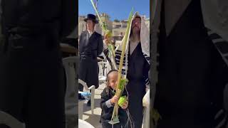 Hasidic Jews with Lulav amp Esrog at the Western Wall Vid Y Gray israel [upl. by Ailla258]