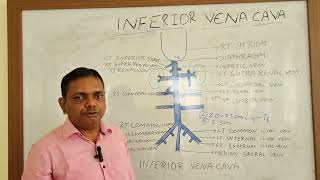 INFERIOR VENA CAVA ANATOMY ANATOMY LECTURE OF INFERIOR VENA CAVA [upl. by Ahsea658]