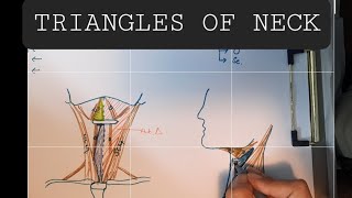 Anatomy of Triangles of Neck  Anterior amp Posterior triangles of Neck [upl. by Mcevoy]