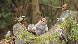 Videos für Katzen Zum Spielen  Eichhörnchen und Vögel im Wald [upl. by Card]