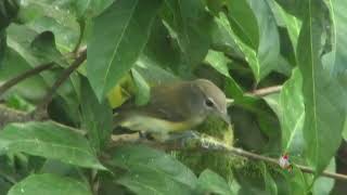 BIENTEVEO construye nido Vireo latimeri Puerto Rican Vireo ENDÉMICA de Puerto Rico [upl. by Kcir]