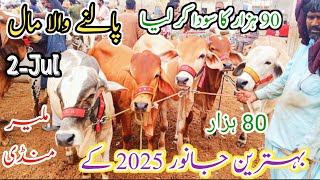 Malir Mandi Cattle Rates Update  2July2024  Cow Mandi ❤️  Naseeb ka Soda [upl. by Golub]