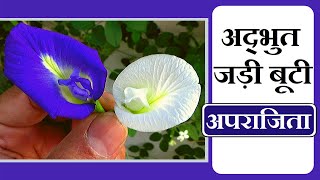 अपराजिता पहचान और फायदे │Clitoria Ternatea Identification amp Benefits Health Channel Vishal Sathye [upl. by Magnus848]