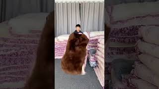 Pure sheepskin fur single student mattress sheep skin bed blanket [upl. by Skill]