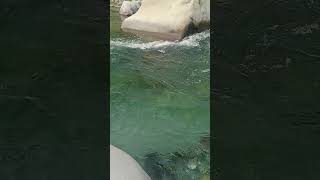 Gaula rivernature viralvideo viralshort love [upl. by Eldoree]