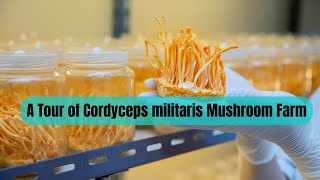 A Tour of Cordyceps militaris Mushroom Farm  Keeda Jadi Mushroom Cultivation in India [upl. by Compte]