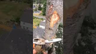 🌲The Art of Tree Cutting🪓 chainsaw safety outdoors shorts fypシ゚viral fyp tiktok trending [upl. by Mcarthur464]