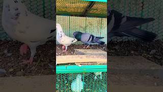 Jungali pigeon Pakda🕊 pigeonbird minivlog funny vlog viralshorts shortfeed shorts kabutar [upl. by Lehcyar426]