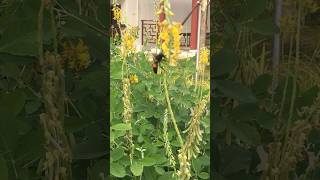 bee bees honeybee nature wildanimals wildlife flowers nectar [upl. by Laws]