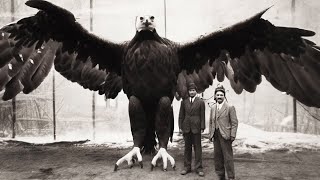 The Biggest and Most Powerful Eagle in The World [upl. by Nylodam887]