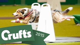 Day 2 Live  Crufts 2015 [upl. by Adaj]