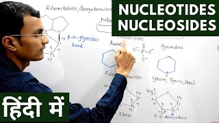 Nucleotides and Nucleosides in Hindi [upl. by Eimarej677]