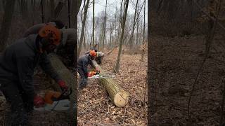 chainsaw sawmill stihl [upl. by Ssecnirp702]