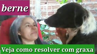 cachorro berne como matar o berne com graxa de carro por Marili [upl. by Keli]