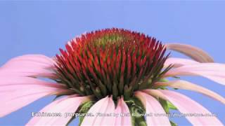 Echinacea Cone flower time lapse [upl. by Asilrac]