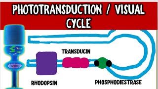 From Light to Vision Demystifying the PHOTOTRANSDUCTION CASCADE and VISUAL CYCLE [upl. by Ys]