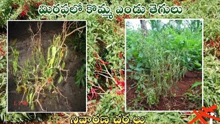 మిర్చి తోటలో కొమ్మ ఎండు తెగుళ్ల నివారణ చర్యలు fungicide Stop uses in agriculture [upl. by Gilbertina122]