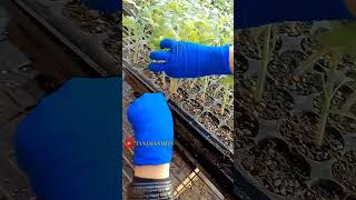 cara pintar orang China menanam tomat  the clever way the Chinese grow tomatoes shortsvideo fruit [upl. by Nelluc]