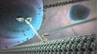 The Inner Life of the Cell Animation [upl. by Anaela336]