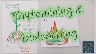 Phytomining amp Bioleaching  GCSE Chemistry [upl. by Critchfield]