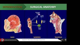 Oropharyngeal SCC An Overview Dr Dadi Hassan [upl. by Dyoll881]