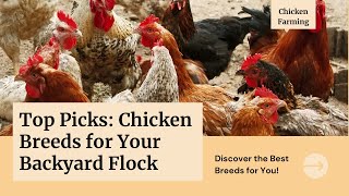 Top Picks Ideal Chicken Breeds For Your Backyard Flock [upl. by Yenaj]