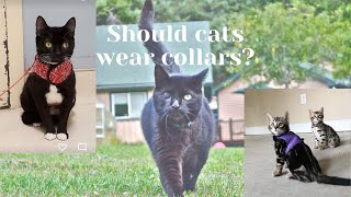 Should cats wear collars [upl. by Adlare]