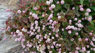 Penzance’s Pink Knotweed Nature’s Artwork on a Wall [upl. by Lyon]