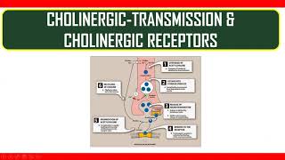 Cholinergic transmission amp Cholinergic receptors [upl. by Naujad]