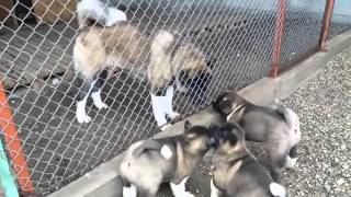 American akita puppies havin fun with their dad [upl. by Netram]