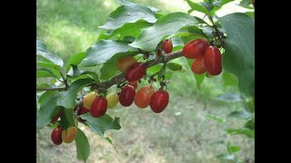 Edible Fruit Cornelian Cherry [upl. by Narhet667]