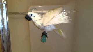 Onni cockatoo sings in the shower [upl. by Darby733]