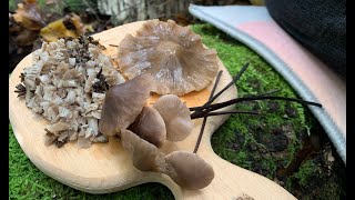 Forest Spice  Garlic Mushroom сollecting and сooking in the forest Part 33 ASMR [upl. by Schach]