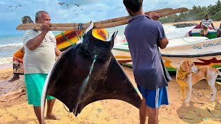 Wow Giant Oceanic Manta Ray Fish Catching and Cutting at Rural Village Fish Market in Sri Lanka [upl. by Sollows]