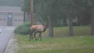 Huge Bull Elk on street in Benezette PA [upl. by Ymiaj]