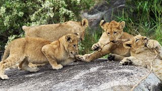 Tug of War LION CUB Edition 🦁 [upl. by Aidroc]