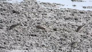 Eurasian Curlew amp Whimbrel  Chiu S C DSCN1307 [upl. by Terencio]