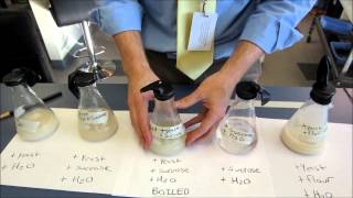 Fermentation Lab Movie [upl. by Haela]