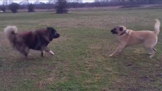 Caucasian ovcharka vs Kangal Shepperd [upl. by Klute]