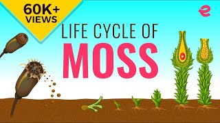 What is the Lifecycle of a Moss  Biology  Extraclasscom [upl. by Mylan]