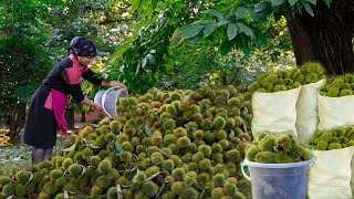 Harvesting chestnuts and making chestnut soup in the village  life in the village of Azerbaijan [upl. by Lehman]