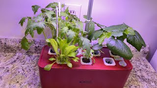 Idoo Hydroponic System Water change and Update [upl. by Ethelind137]