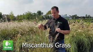 Miscanthus Grass  Archer Services [upl. by Narayan]