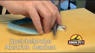 AbstrichSpeichelprobe bei einer Giftschlange nehmen  Trimeresurus insularis shorts [upl. by Rudin]