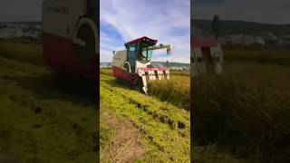 paddy harvester working video shorts yanmar harvester [upl. by Wennerholn]